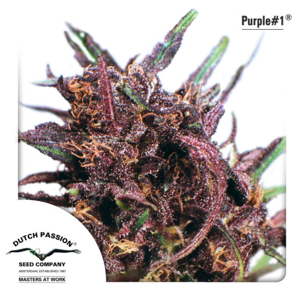 Von Dutch Passion Seeds Dutch Passion Purple #1 Feminized.Close-up of a Purple #1 cannabis bud with visible trichomes and a mix of deep purple and green hues.