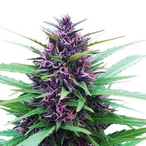 Dutch Passion Seeds Shaman Feminized seeds from Dutch Passion Seeds.