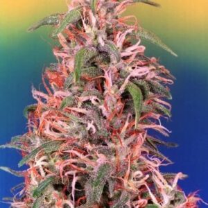 Dutch Passion Seeds Skunk Passion feminized type seeds from Dutch Passion Seeds.