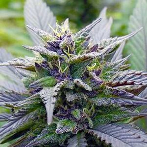 Dutch Passion Seeds Skywalker Feminized Seeds from Dutch Passion Seeds.