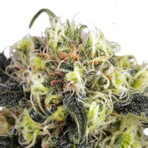 Snow Bud feminized seeds from Dutch Passion Seeds.