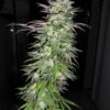 Von Dutch Passion Seeds Dutch Passion Snow Bud Feminized.A close-up of a mature cannabis plant showing a large, dense cluster of buds covered in trichomes with some protruding leaves.