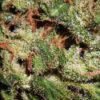 Close-up of a cannabis bud with visible trichomes and orange pistils.