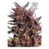 Close-up of a Purple #1 cannabis flower with prominent purple and green hues and visible trichomes and pistils.