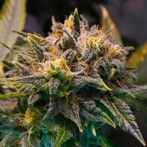 Feminized Dutch Passion Seeds of the Strawberry Cough type from Dutch Passion Seeds.