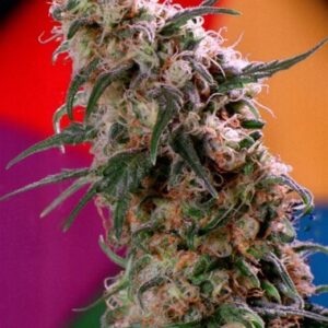 Dutch Passion Seeds Super Haze Feminized seeds from Dutch Passion Seeds.