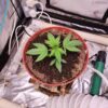 Von Dutch Passion Seeds Dutch Passion Trance Feminized.Cannabis plant growing in a brown pot, surrounded by growth equipment.