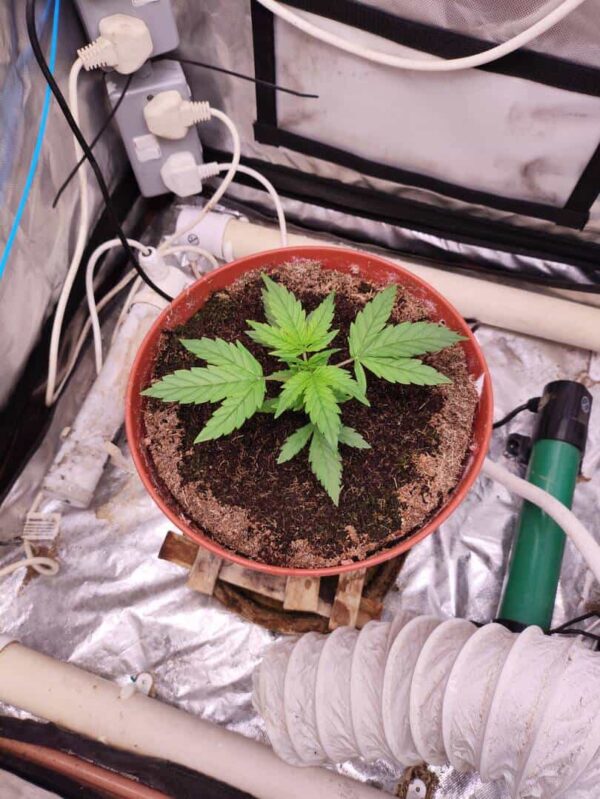Von Dutch Passion Seeds Dutch Passion Trance Feminized.Cannabis plant growing in a brown pot, surrounded by growth equipment.