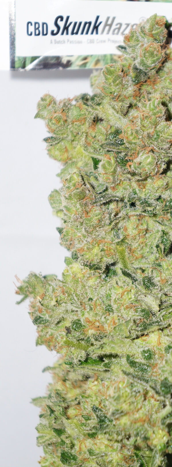 Close-up view of a CBD Skunk Haze cannabis strain featuring dense clusters of green buds covered in crystals.
