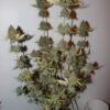 Cannabis plant with multiple budding flowers at different stages of maturity, planted in a black pot.
