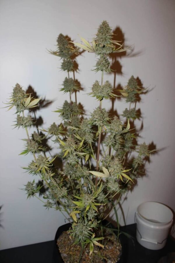 Cannabis plant with multiple budding flowers at different stages of maturity, planted in a black pot.