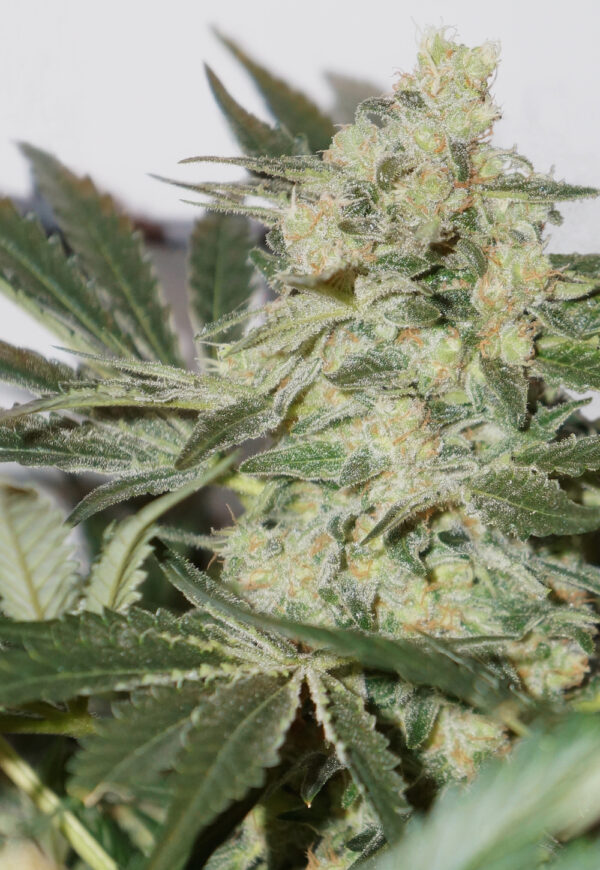 Close-up of a cannabis plant showing a detailed view of a mature bud covered in trichomes and surrounded by serrated leaves.