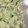 Close-up photo of a mature cannabis bud covered in trichomes.