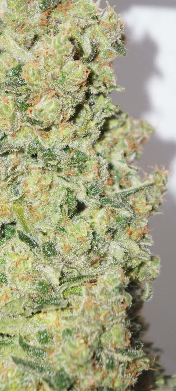 Close-up photo of a mature cannabis bud covered in trichomes.