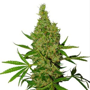 Dutch Passion Seeds Ultimate Feminized seeds from Dutch Passion Seeds.