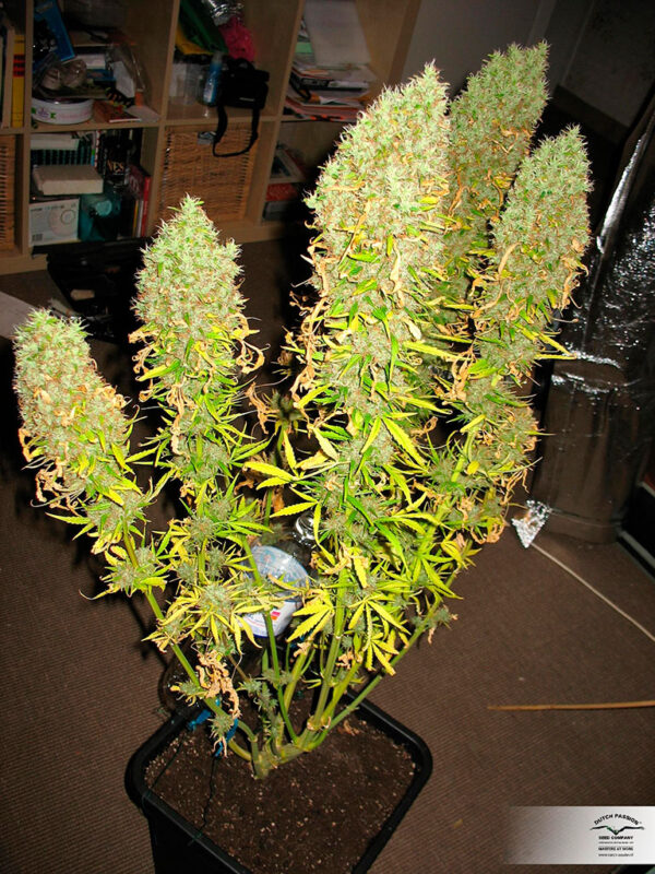 A potted cannabis plant with large, dense buds covered in trichomes, displayed indoors.