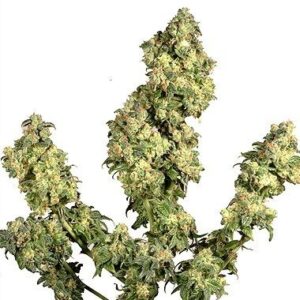 Feminized Ultra Skunk seeds from Dutch Passion Seeds in the Dutch Passion strain.