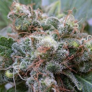 Seeds of White Widow feminized type from Dutch Passion Seeds.