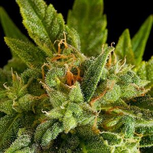 Automatic fruit seeds from DinaFem Seeds.