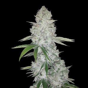 Feminized Seeds Glue type from Fast Buds Seeds.