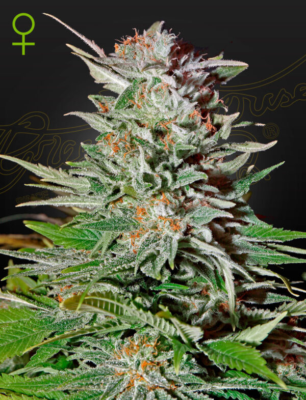 Close-up of a mature cannabis bud showing detailed crystalline trichomes and vibrant orange pistils among green leaves.