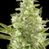 Von DinaFem Seeds Roadrunner Automatic #2.Close-up of a mature cannabis plant with dense, trichome-covered buds and visible pistils.