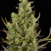 Close-up of a mature cannabis plant with dense trichome-covered buds and visible orange pistils, showing detailed textures of the leaves and buds.