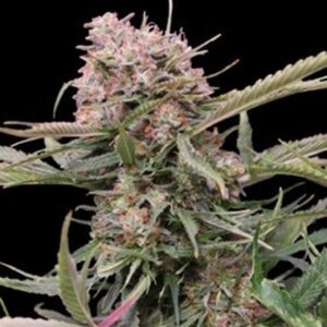 Bulk Seeds Regular 5-Star Seeds from Bulk Seeds