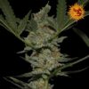 Seeds of Acapulco Gold Regular type from Barneys Farm Seeds.