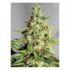 Close-up of a cannabis plant showing mature buds with visible trichomes and small leaves.