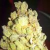 Close-up of a dense cannabis bud covered in trichomes.