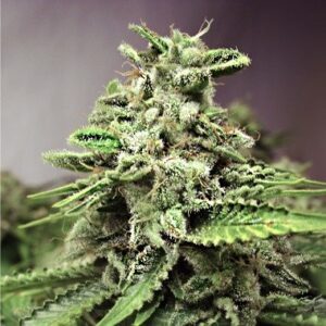 Regular Afghan Skunk type seeds from Advanced Seeds.