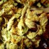 Feminized Aiea type seeds from Delta 9 Labs.
