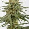 Amnesia CBD Feminized seeds from DinaFem Seeds.