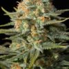 Von DinaFem Seeds Amnesia CBD.Close-up photo of a mature cannabis bud covered in trichomes with visible orange pistils.