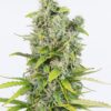 Von DinaFem Seeds Amnesia CBD.Close-up of a mature cannabis plant with dense bud structure covered in trichomes and surrounded by serrated leaves.