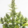 A tall cannabis plant densely covered with mature buds and lush green leaves.