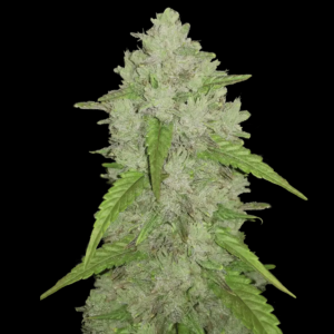 Amnesia Haze Automatic seeds from Fast Buds Seeds.