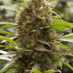 Seeds of the Feminized Amnesia Kush variety from DinaFem Seeds.