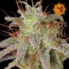 Seeds of the Amnesia Lemon Feminized variety from Barneys Farm Seeds.
