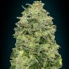 Seeds Afghan Skunk Regular type from Advanced Seeds.