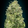 Von Advanced Seeds Auto Afghan Skunk.Close-up view of a dense cannabis bud covered in crystalline trichomes with shades of green and orange.