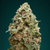Close-up of a densely clustered cannabis bud covered in trichomes with hues of green and orange.