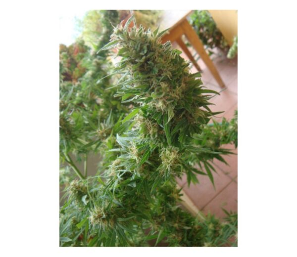 Close-up of a cannabis plant with dense clusters of mature buds surrounded by narrow, serrated leaves.