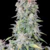 Close-up of a mature cannabis plant with dense clusters of trichome-covered buds, displaying a variety of green and purple hues.