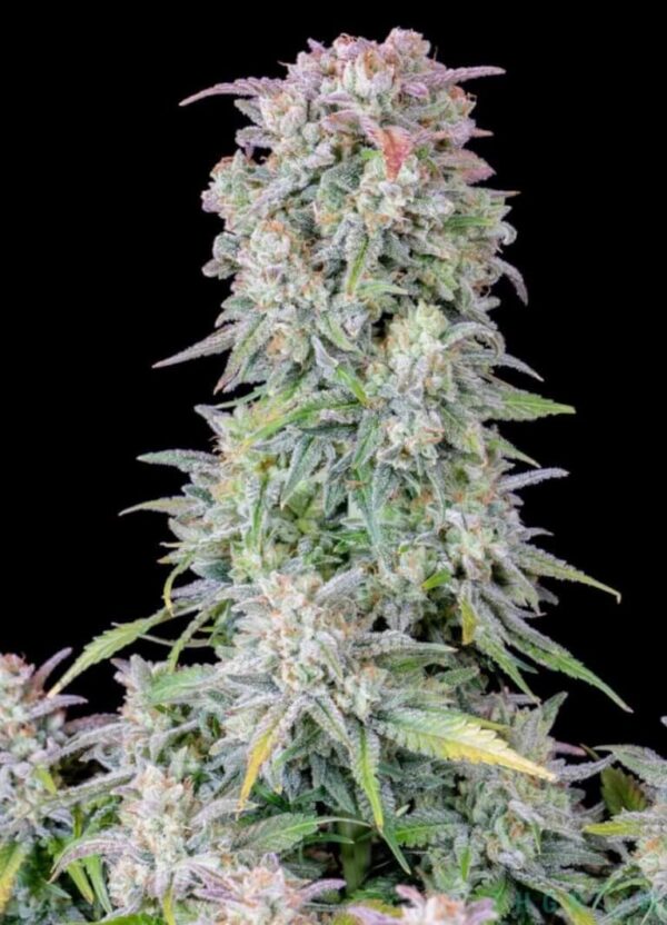 Close-up of a mature cannabis plant with dense clusters of trichome-covered buds, displaying a variety of green and purple hues.