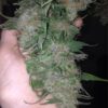 A person holding a large cannabis bud in their hand.