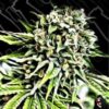 Feminized Seeds from Critical Mass Collective