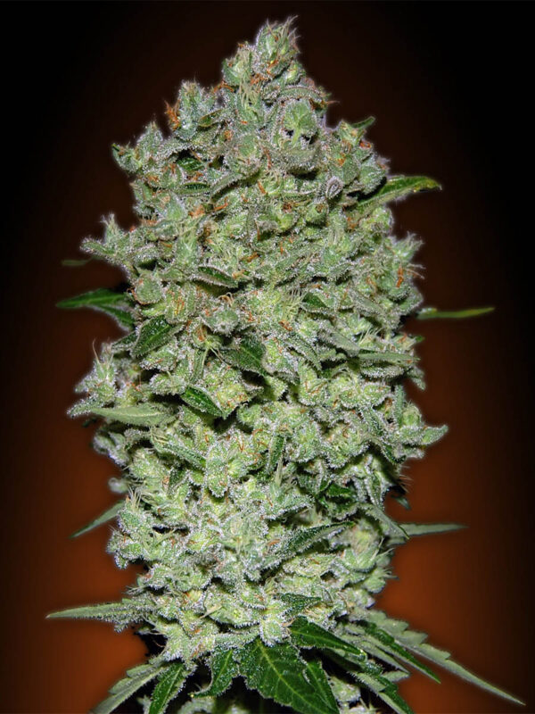 Von Advanced Seeds Auto Bio Diesel Mass.Close-up of a dense cannabis flower covered in trichomes with visible leaves.