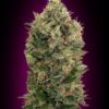 Seeds Black Diesel type Automatic from Advanced Seeds
